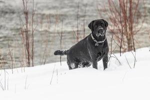 Black labrador in the snow photo