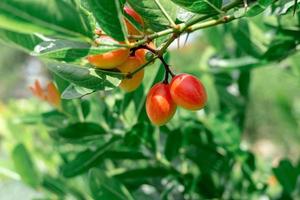 karonda fruta en el árbol foto