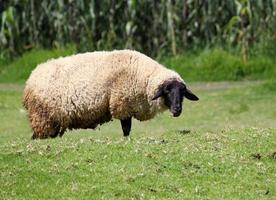 Domestic sheep in growing season for sale and consumption of livestock, raising farm animals for sale and consumption photo