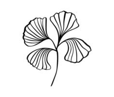 Mano de hoja de ginkgo dibujar arte de línea de clip vintage aislado sobre fondo blanco. vector elemento de diseño escandinavo para el texto de su historia