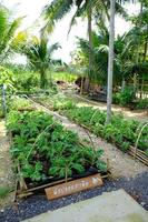 Beautiful green,living in garden photo