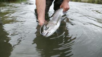 fiskare som håller stor steelhead fisk video