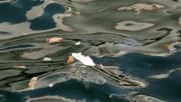 des déchets de gobelets en plastique et de méduses nageaient à la surface de la mer video