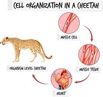 Diagram showing cell organization in a cheetah vector