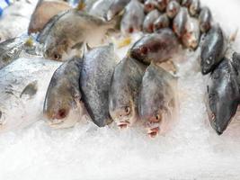 Close up Raw Fresh Fish Chilling on Ice in Seafood Market Stall photo