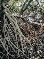 Cerca de largas raíces de árboles de mangle. El bosque de manglares en Samut Prakan, Tailandia foto