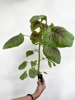 una persona que tiene amaranto espinaca china recién cultivado con sistema hidropónico maranth con sistema hidropónico