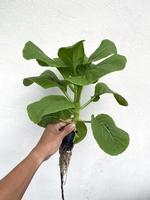 una mano que sostiene choy suma recién cultivada con sistema hidropónico foto