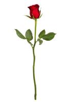 Red rose on a white background photo