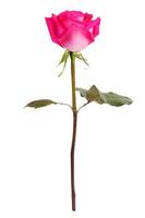 Blooming pink rose on a white background photo