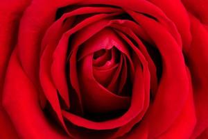 fondo de rosa roja fresca
