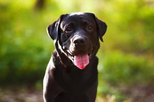 labrador negro sentado y mirando a la cámara foto