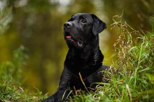 labrador mojado miente y mira a lo lejos foto