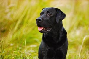Black labrador on a background of grass