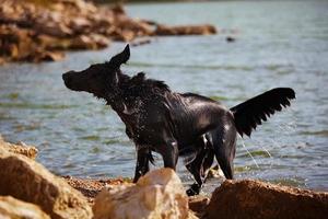 Retriever shakes off water at the shore photo