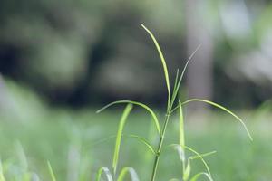 hierba joven emergente con fondo verde fresco