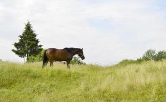 Beautiful wild brown horse stallion on summer flower meadow photo