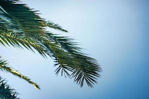 Palm tree leaves as a natural background photo