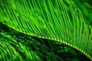 Palm tree leaves as a natural background photo