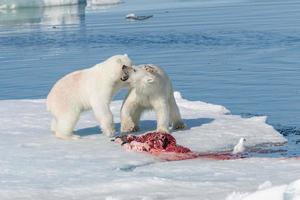 Two wild polar bears eating killed seal on the pack ice north of Spitsbergen Island, Svalbard photo