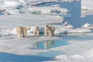 Wild polar bear mother and two young cubs on the pack ice, north of Svalbard Arctic Norway photo