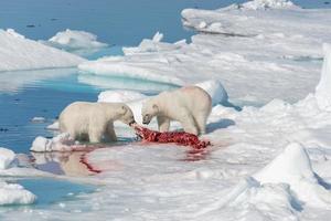 Two wild polar bears eating killed seal on the pack ice north of Spitsbergen Island, Svalbard photo