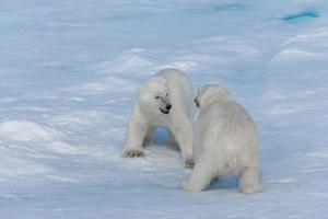 Two young wild polar bear cubs playing on pack ice in Arctic sea, north of Svalbard photo