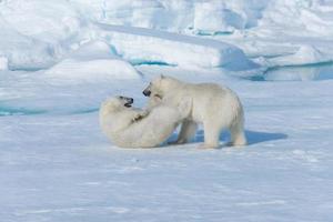 Two young wild polar bear cubs playing on pack ice in Arctic sea, north of Svalbard photo