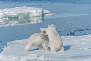 Dos jóvenes cachorros de oso polar salvaje jugando en la banquisa en el mar Ártico, al norte de Svalbard foto
