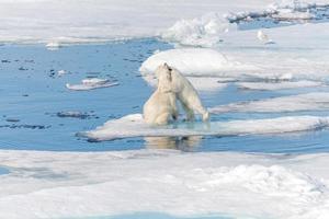 Two young wild polar bear cubs playing on pack ice in Arctic sea, north of Svalbard photo