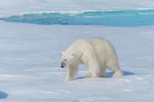 Wild polar bear going on the pack ice north of Spitsbergen Island, Svalbard photo