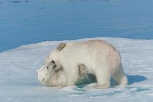 Dos jóvenes cachorros de oso polar salvaje jugando en la banquisa en el mar Ártico, al norte de Svalbard foto