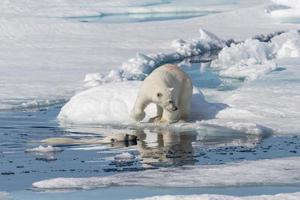 Two young wild polar bear cubs playing on pack ice in Arctic sea, north of Svalbard photo