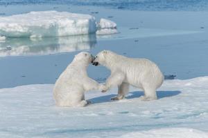 Dos jóvenes cachorros de oso polar salvaje jugando en la banquisa en el mar Ártico, al norte de Svalbard foto