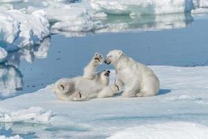 Two young wild polar bear cubs playing on pack ice in Arctic sea, north of Svalbard photo