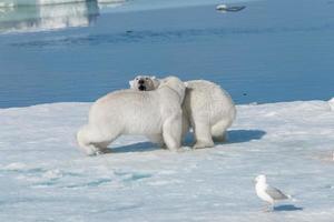 Two young wild polar bear cubs playing on pack ice in Arctic sea, north of Svalbard photo