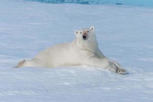 Wild polar bear lying on the pack ice north of Spitsbergen Island, Svalbard photo