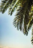 Palm tree leaves as a natural background photo