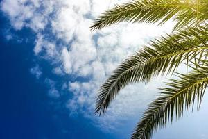 Palm tree leaves as a natural background photo