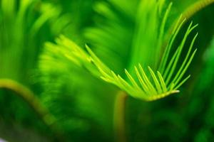 Palm tree leaves as a natural background photo