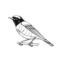 Hand drawn bird. Redstart. Outline drawing. Vector illustration. Black and white.