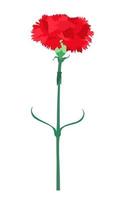 Carnation flower isolated on white background. Vector Illustration