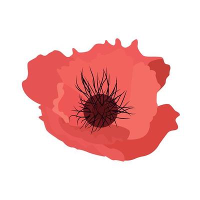 Simple flower poppy Vector Illustration