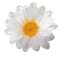 flor de manzanilla realista sobre fondo blanco. ilustración vectorial vector