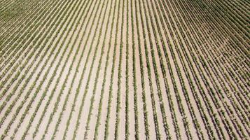 Rows of vineyards seen from the drone photo