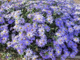 Michaelmas daisies flowering in a sunny garden photo