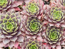 gallinas y polluelos planta suculenta, sempervivum twilight blues foto