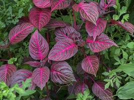 hojas brillantes de herbsts bloodleaf, iresine herbstii foto