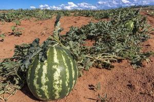 Watermelon growing in the field in Brazil photo