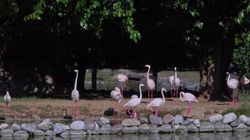 zwerm flamingo's rusten op de oever van het meer in het park video